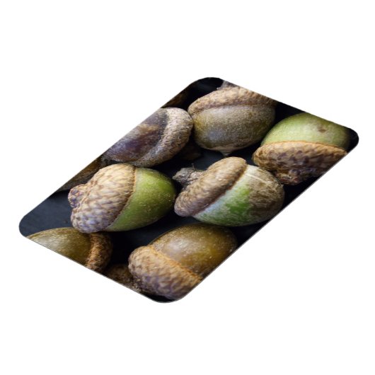 Acorns Magnet (Linke Seite)