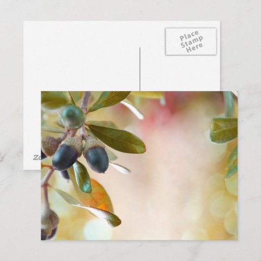 Acorns Postkarte (Vorne/Hinten)