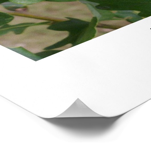 Acorns to Oaks Poster (Ecke)