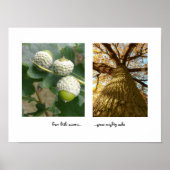 Acorns to Oaks Poster (Vorne)