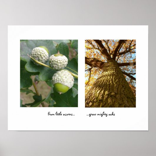 Acorns to Oaks Poster (Vorne)