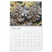 Acroporid Corals Wall Calendar von J.W. Vater. Kalender (Jan 2026)