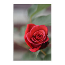 Acrylbild Rote Rosen Eleganz Fotografie