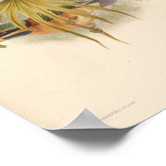 Actenoides Concretus Kingfisher Bird Poster (Ecke)