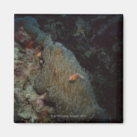 Actinia Magnet (Vorne)