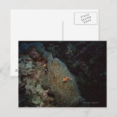 Actinia Postkarte (Vorne/Hinten)