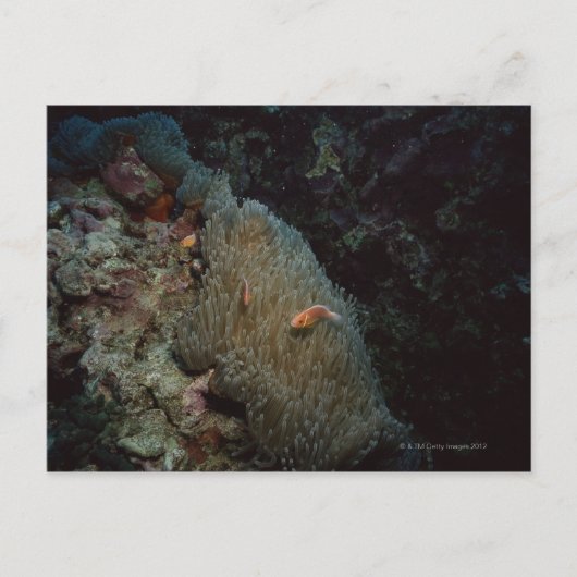 Actinia Postkarte (Vorderseite)