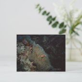 Actinia Postkarte (Stehend Vorderseite)