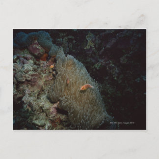 Actinia Postkarte