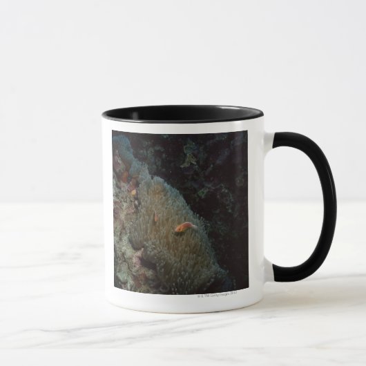 Actinia Tasse (Rechts)