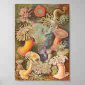 Actiniae Sea Anemones (Ernst Haeckel) Poster (Vorne)