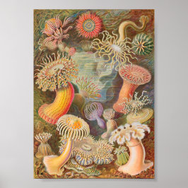 Actiniae Sea Anemones (Ernst Haeckel) Poster