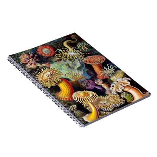 Actiniae von Ernst Haeckel Notebook Notizblock (Rechte Seite)