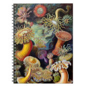 Actiniae von Ernst Haeckel Notebook Notizblock (Vorderseite)