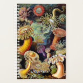 Actiniae von Ernst Haeckel Planner Planer (Vorderseite)