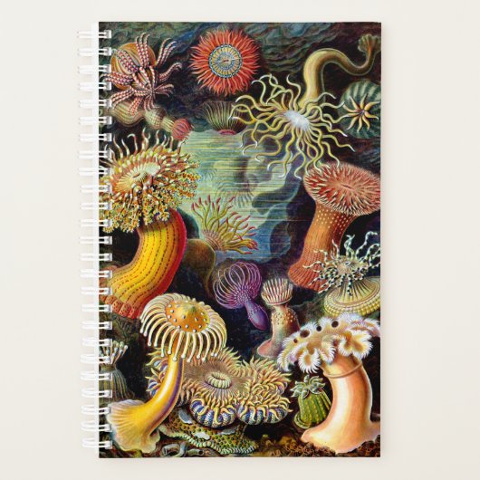 Actiniae von Ernst Haeckel Planner Planer (Vorderseite)