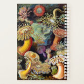 Actiniae von Ernst Haeckel Planner Planer (Rückseite)