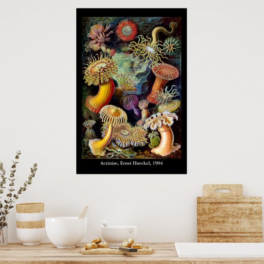 Actiniae von Ernst Haeckel Poster (Küche)