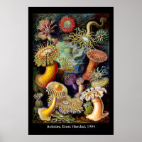 Actiniae von Ernst Haeckel Poster