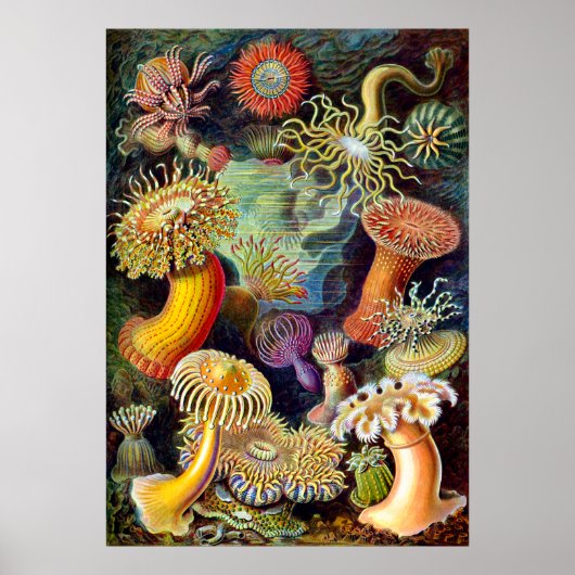 Actiniae von Ernst Haeckel Poster (Vorne)