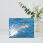 Action shot of dolphin spumping in Hawaii Postkarte (Stehend Vorderseite)