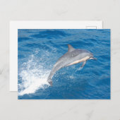 Action shot of dolphin spumping in Hawaii Postkarte (Vorne/Hinten)