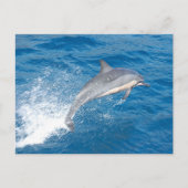 Action shot of dolphin spumping in Hawaii Postkarte (Vorderseite)