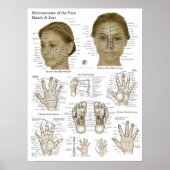 Acupressure Points Face Hand Feet Poster (Vorne)