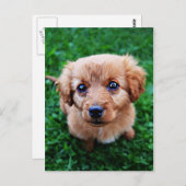 Adable Puppy Foto Postkarte (Vorne/Hinten)