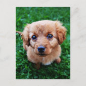 Adable Puppy Foto Postkarte (Vorderseite)