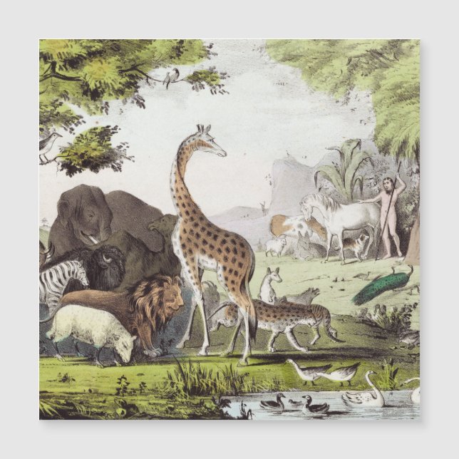 Adam benennt die Kreaturen Magnetkarte (Vorderseite)