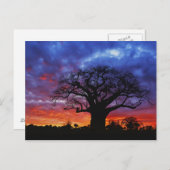 Adansonia digitata, 2 postkarte (Vorne/Hinten)