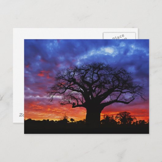 Adansonia digitata, 2 postkarte (Vorne/Hinten)