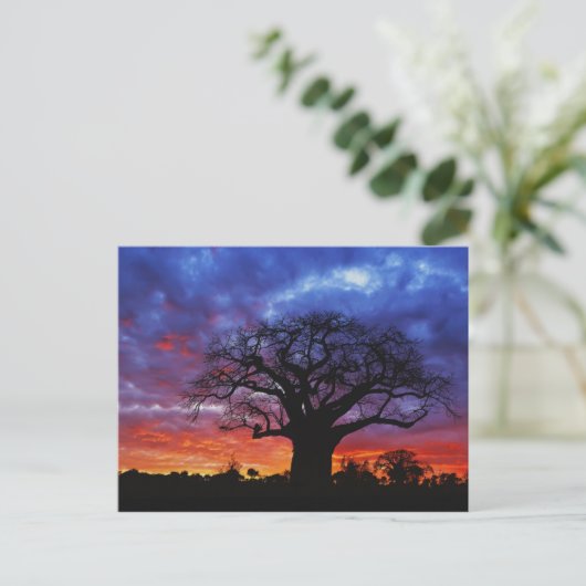 Adansonia digitata, 2 postkarte (Stehend Vorderseite)