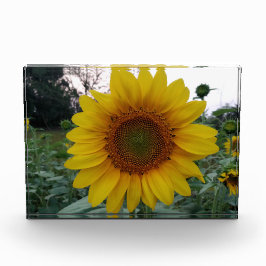 Add Sunshine with This Bold Sunflower Photo Block