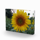 Add Sunshine with This Bold Sunflower Photo Block (Rechts)