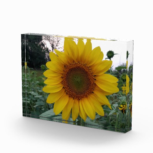 Add Sunshine with This Bold Sunflower Photo Block (Rechts)