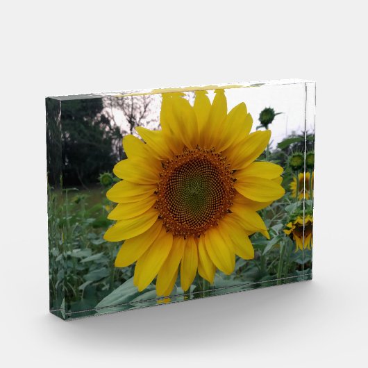 Add Sunshine with This Bold Sunflower Photo Block (Links)
