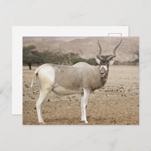 Addax Antelope Postkarte (Vorne/Hinten)