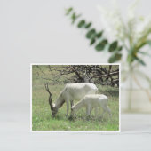 addax postkarte (Stehend Vorderseite)