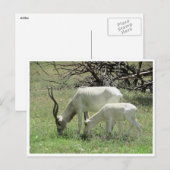 addax postkarte (Vorne/Hinten)