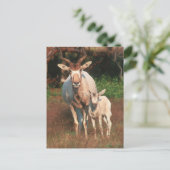 Addax/White Antelope/Screwhorne Antelope Postkarte (Stehend Vorderseite)