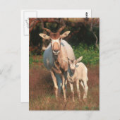 Addax/White Antelope/Screwhorne Antelope Postkarte (Vorne/Hinten)