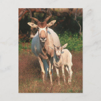 Addax/White Antelope/Screwhorne Antelope Postkarte