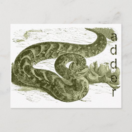 Adder (Schlange) Postkarte (Vorderseite)