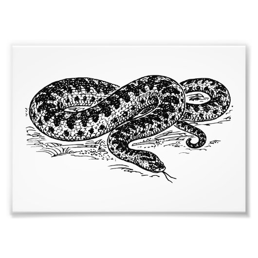 Adder Snake Fotodruck (Vorne)
