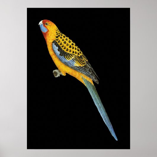 Adelaide Rosella - Platycerus elegans adelaidae Poster (Vorne)