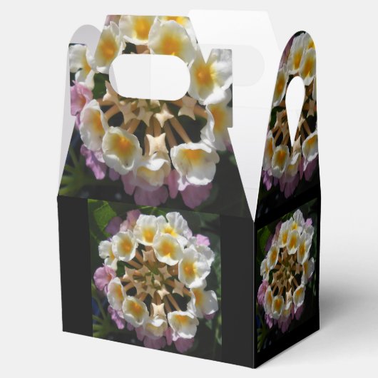 Adelaparre Geschenkschachtel (Geöffnet)