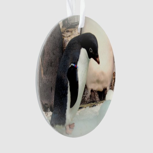 Adelie Penguin - Acrylschmuck Ornament (Vorderseite)
