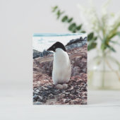 Adelie Penguin Nest Postcard Postkarte (Stehend Vorderseite)
